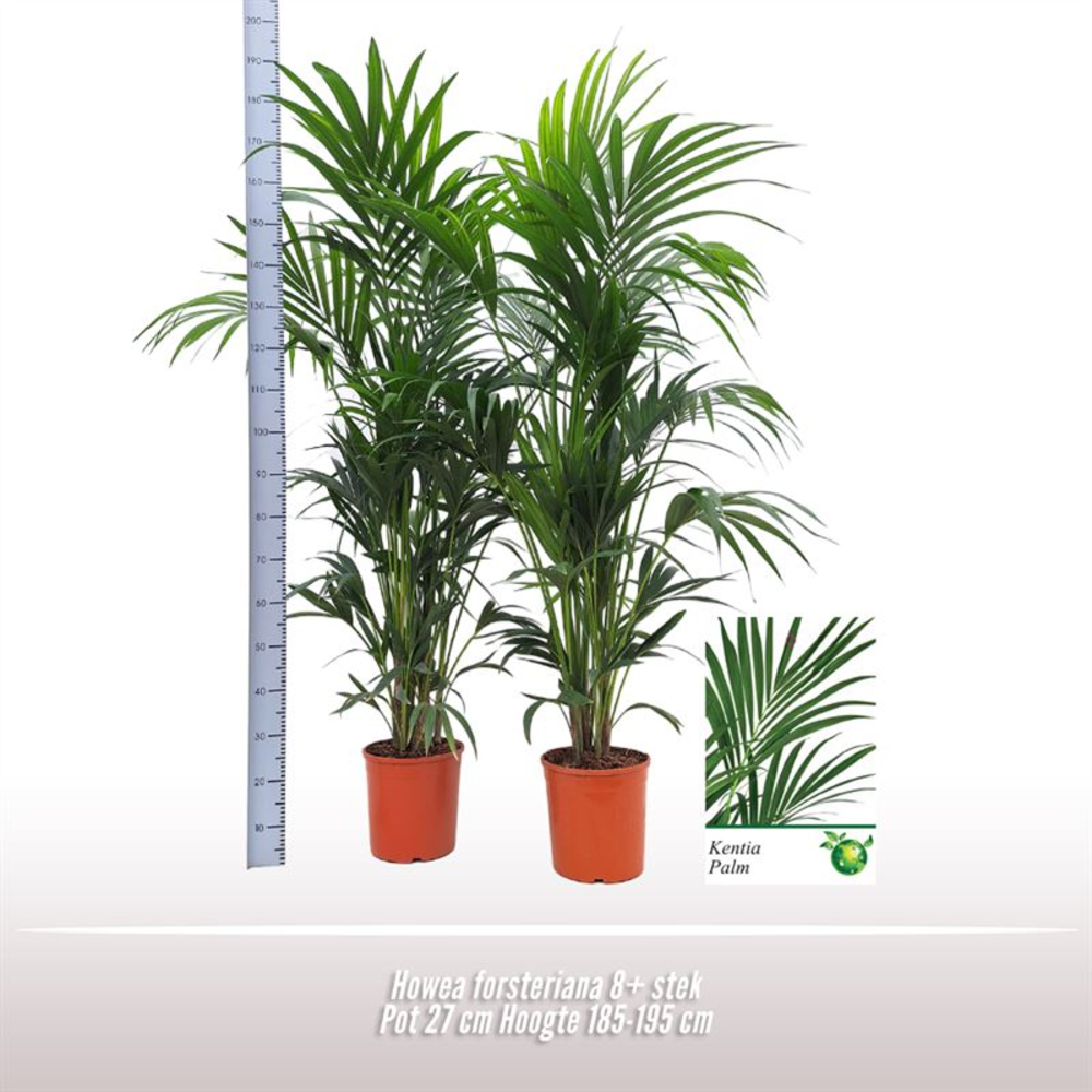 Howea forsteriana.