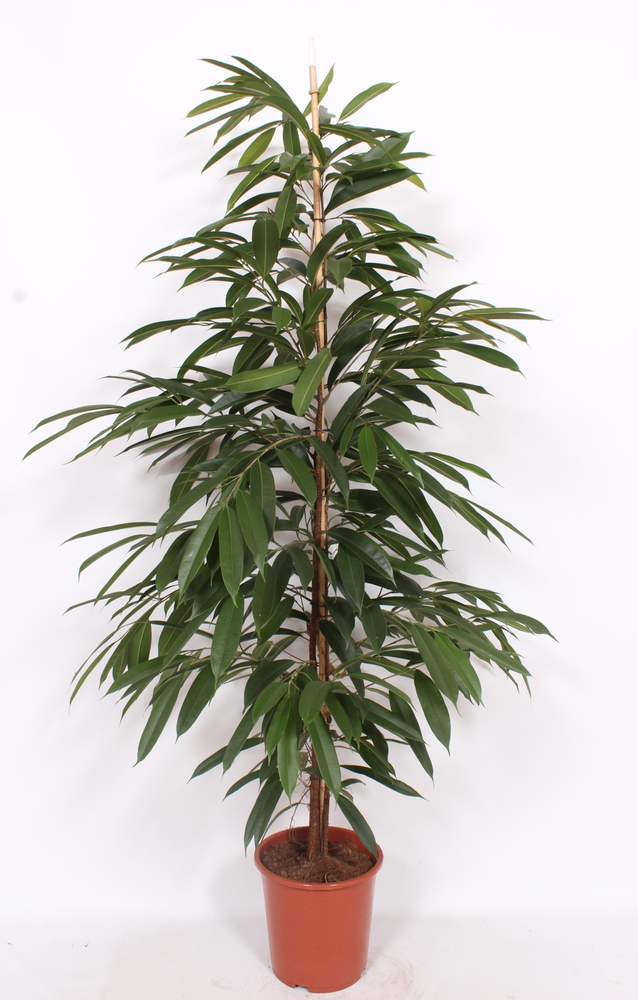 Ficus Amstel King.