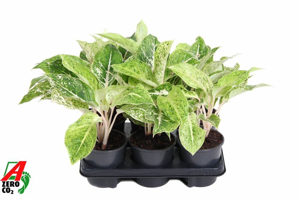 Aglaonema White Laksap.