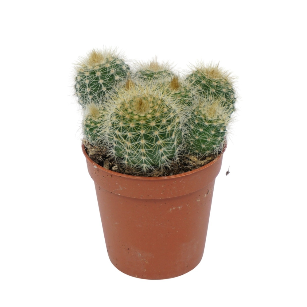 Eriocactus warasii 5,5 cm.