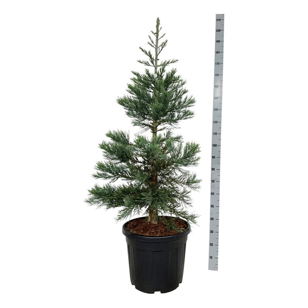 Sequoiadendron gig. 'Glaucum'.