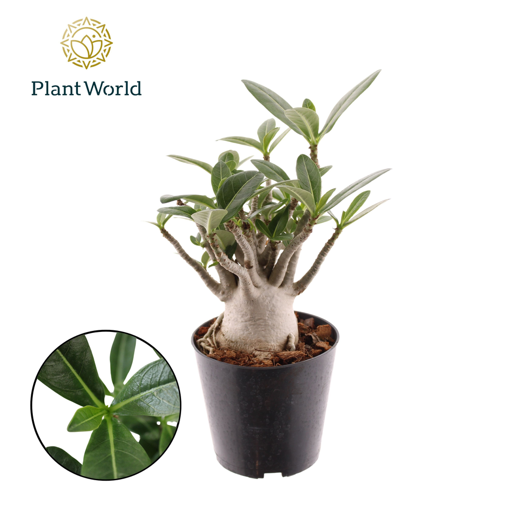 Adenium obesum.