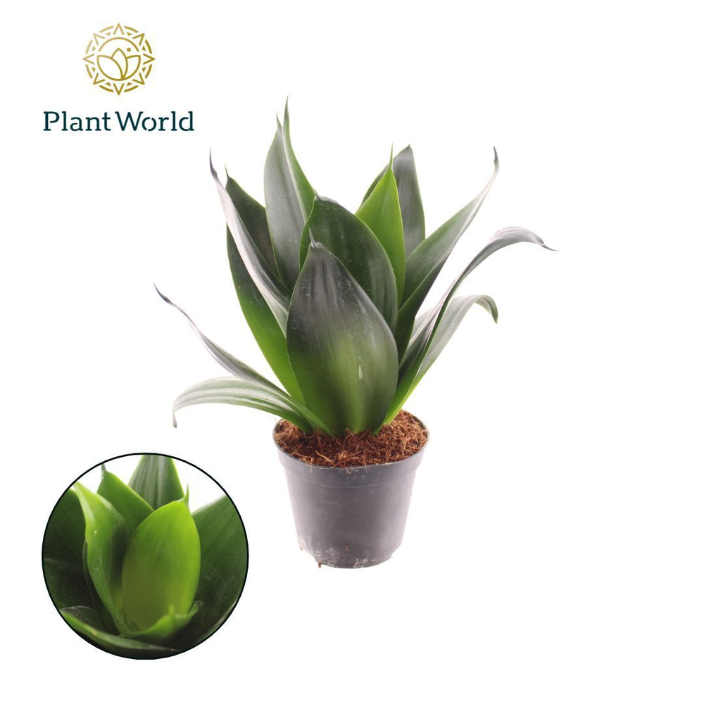 Sansevieria Black Dragon p8,5.
