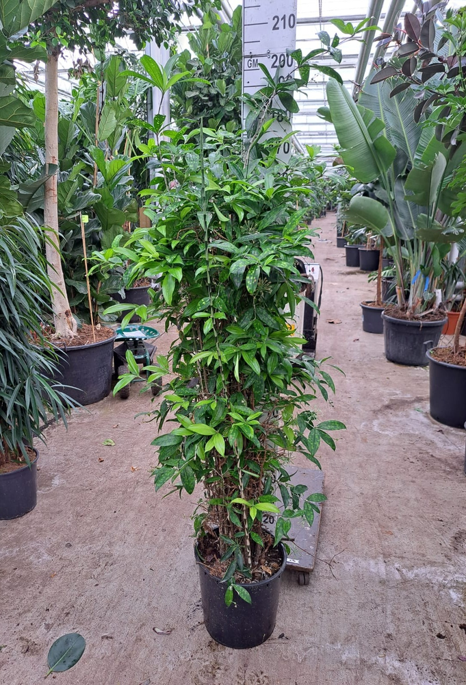 Dracaena Surculosa.