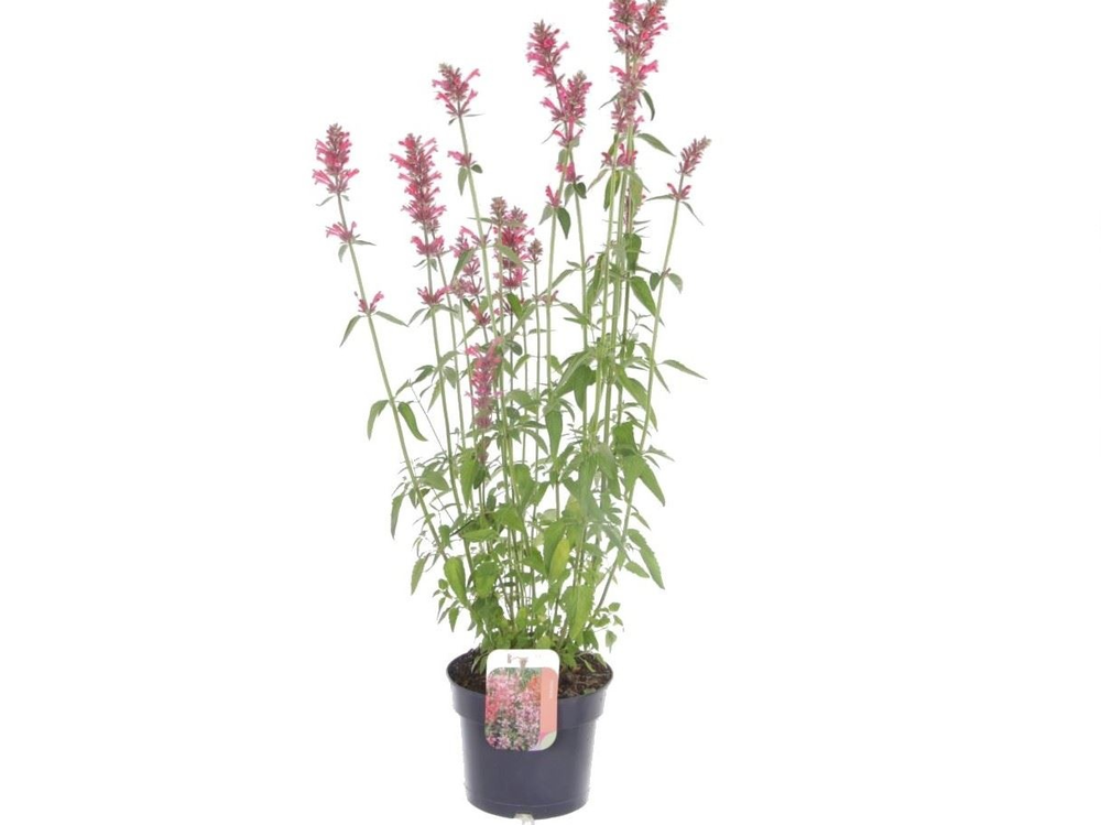 Agastache Spicey.