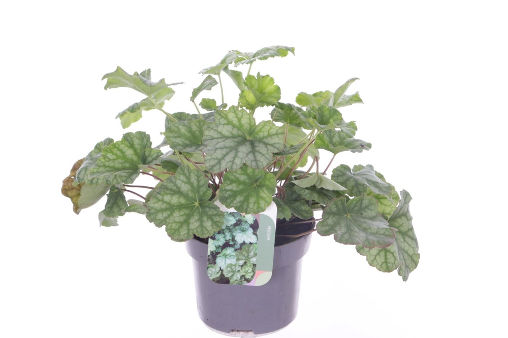 Heuchera amer. Dale's Strain.