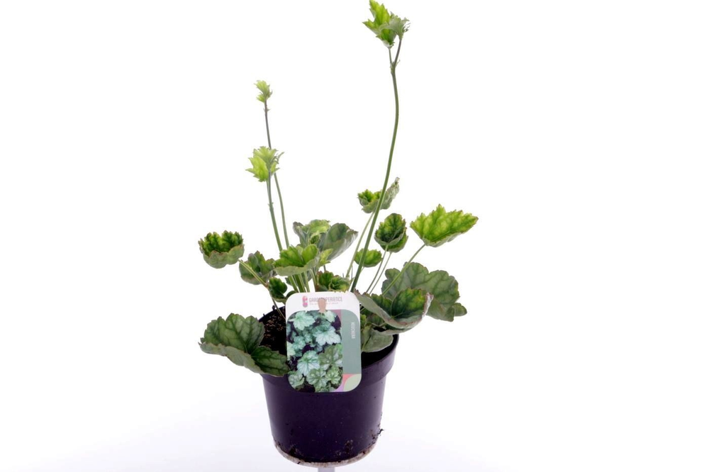 Heuchera amer. Dale's Strain.