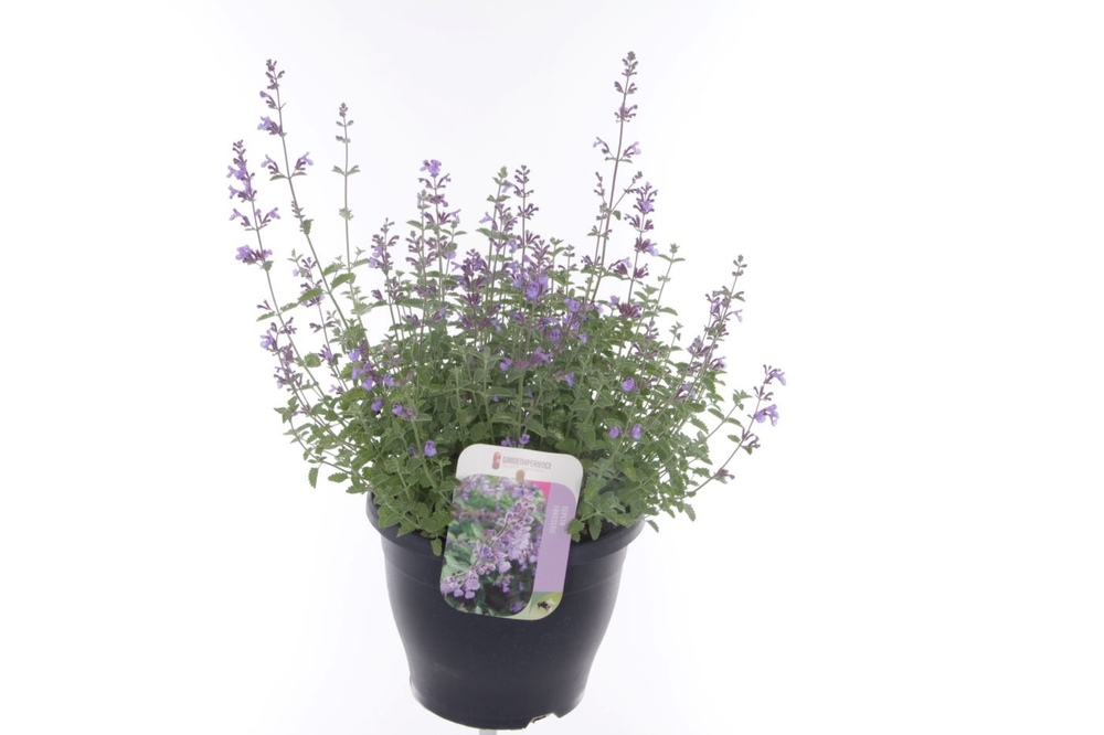 Nepeta (Faassenii Grp) Purrsian Blue.