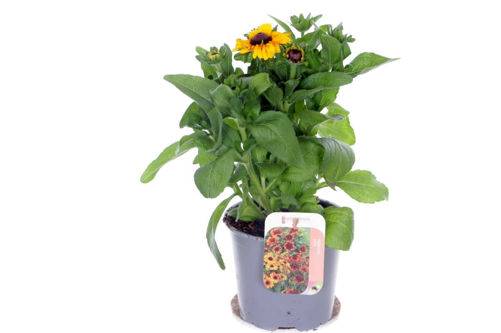 Rudbeckia hirta Rudy Mini Yellow.