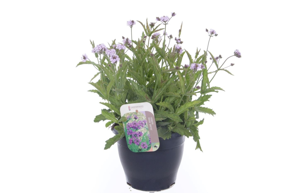 Verbena rigida Polaris Sky Blue.