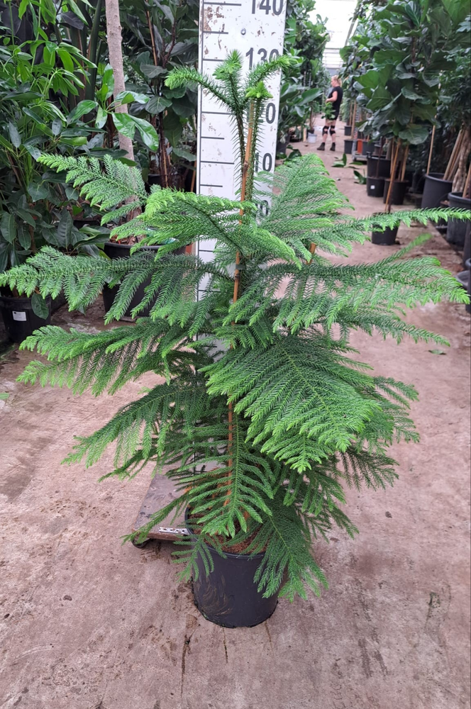 Araucaria toef 130.