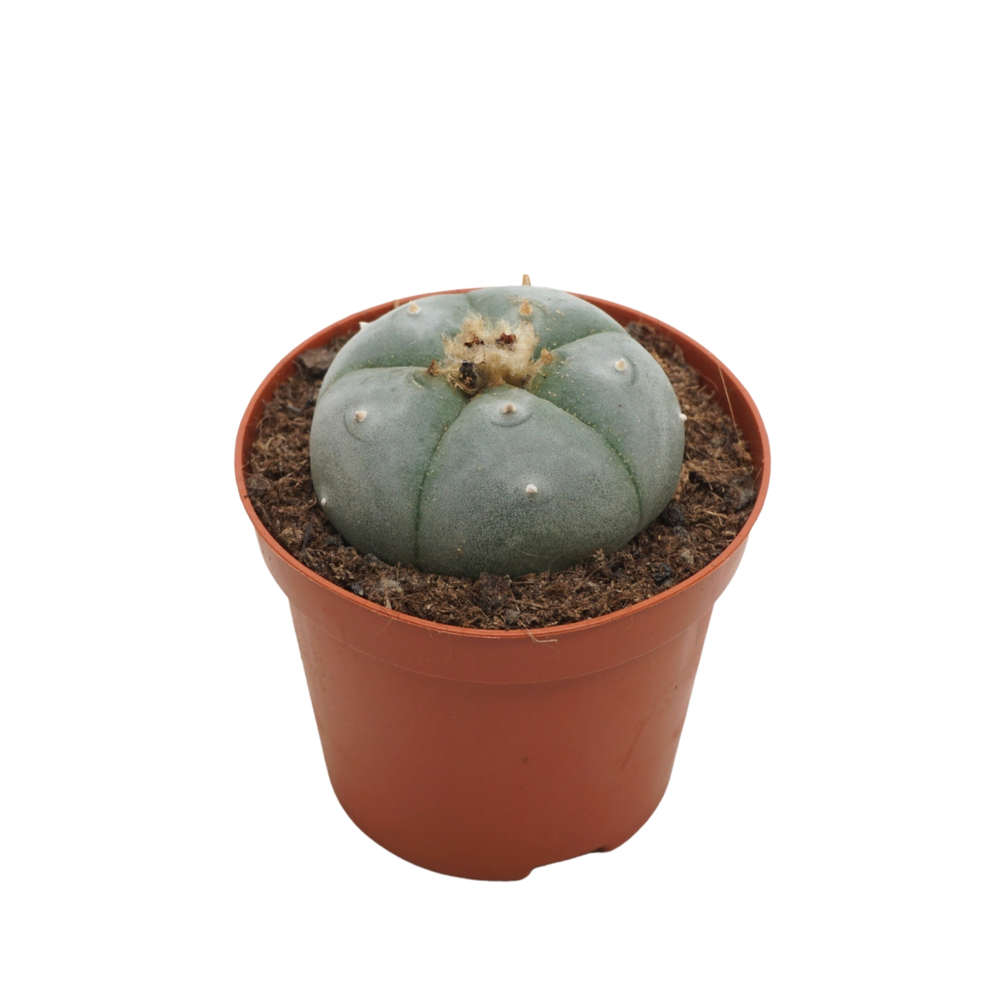 Lophophora williamsii 8,5 cm.