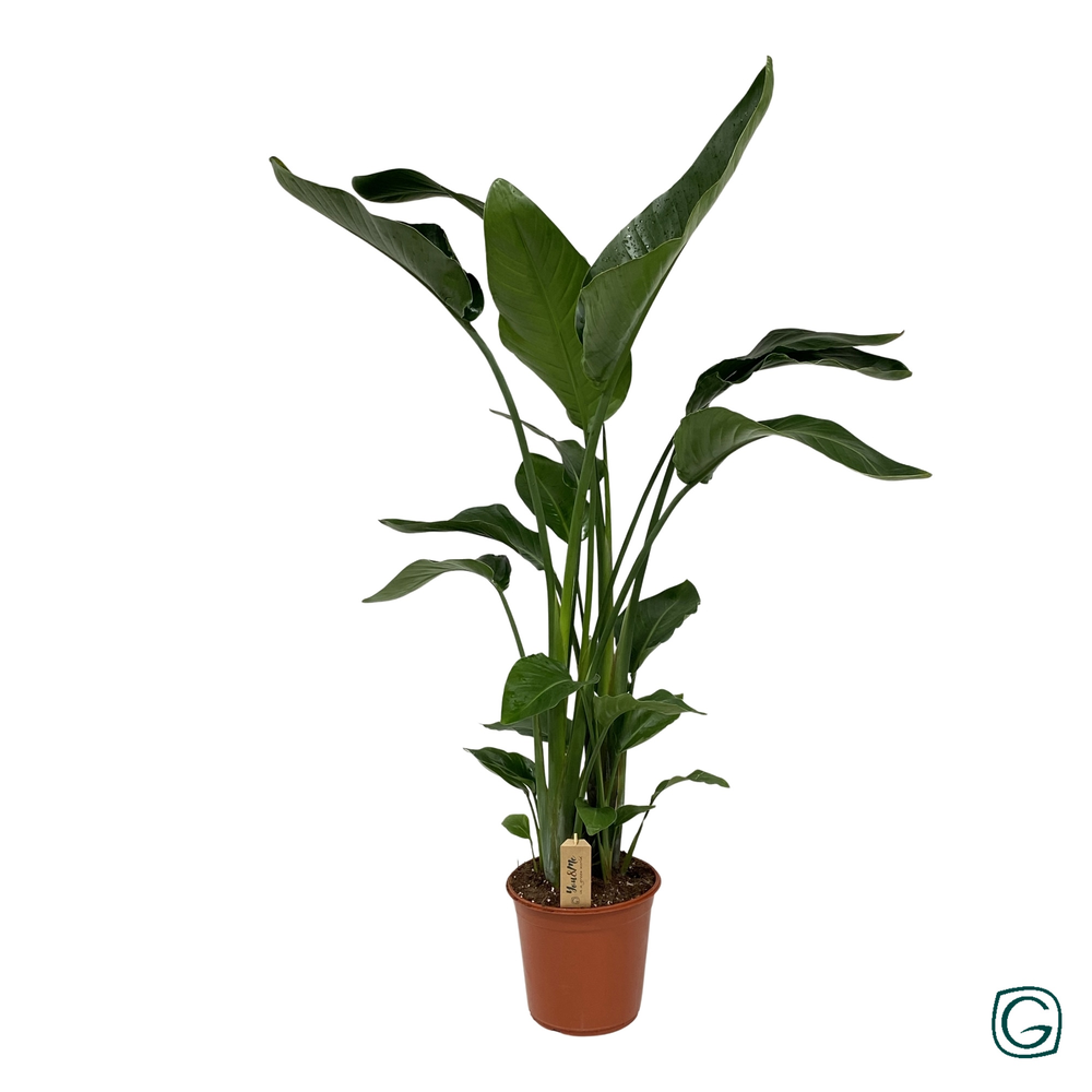 Strelitzia nicolai p24.