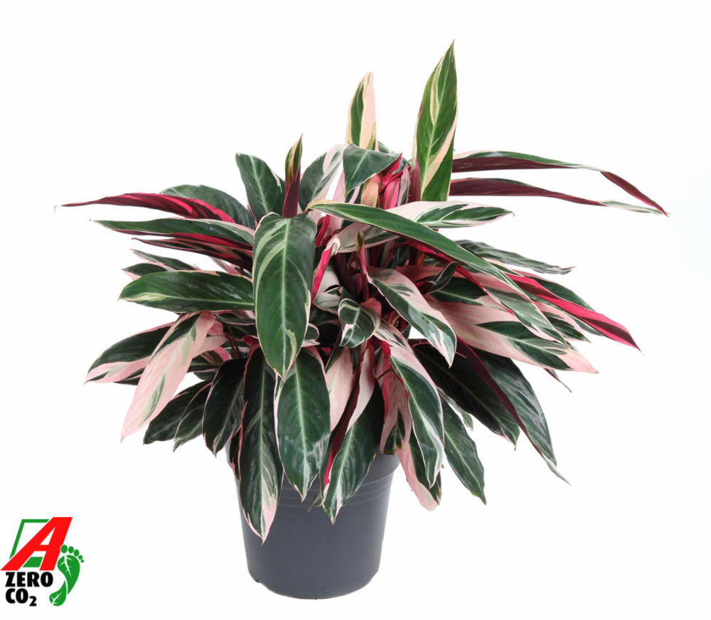 Calathea Stromante Triostar.