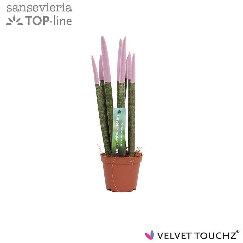 Sansevieria VELVET TOUCHZ® Pastel Paars.