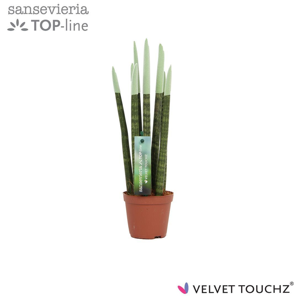 Sansevieria VELVET TOUCHZ® Pastel Groen.