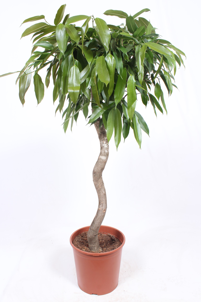 Ficus Amstel King.