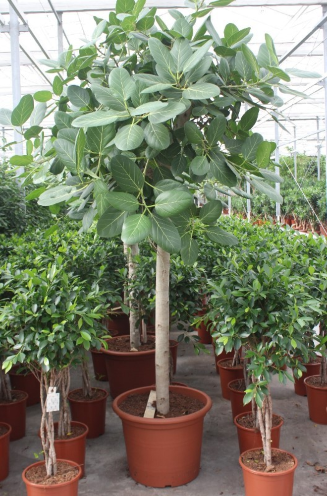 Ficus Benghalensis.