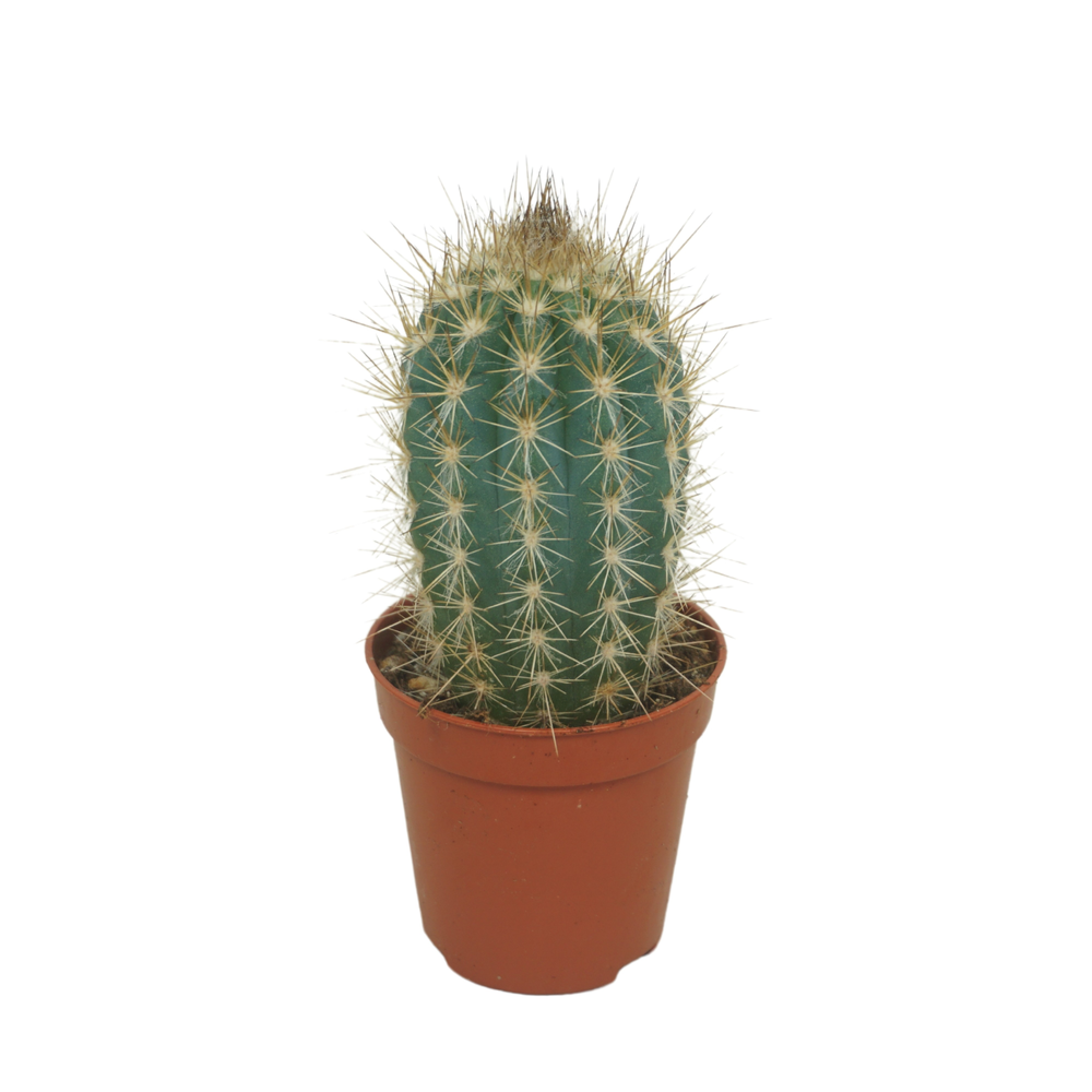 Pilosocereus braunii 5,5 cm.