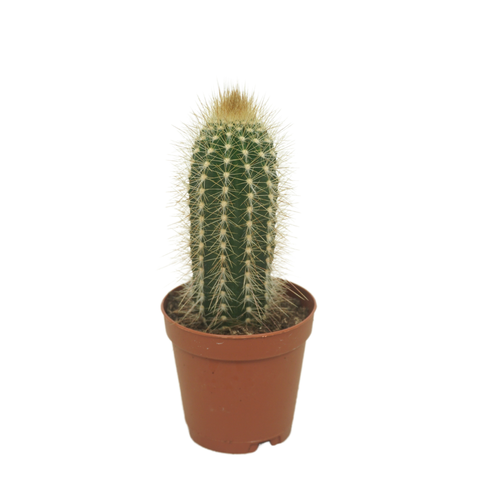 Pilosocereus chrysostele 5,5 cm.