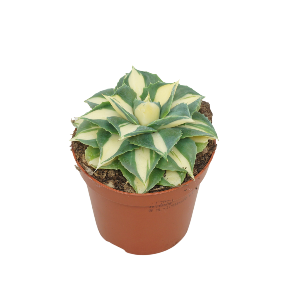 Agave potatorum gold 8,5 cm.