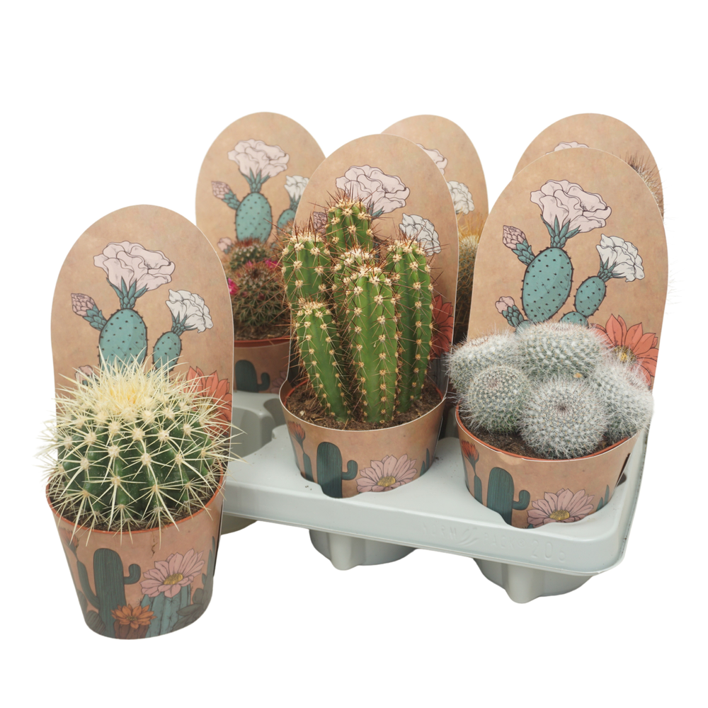 Cactus mix 12 cm in Ubink potcover.