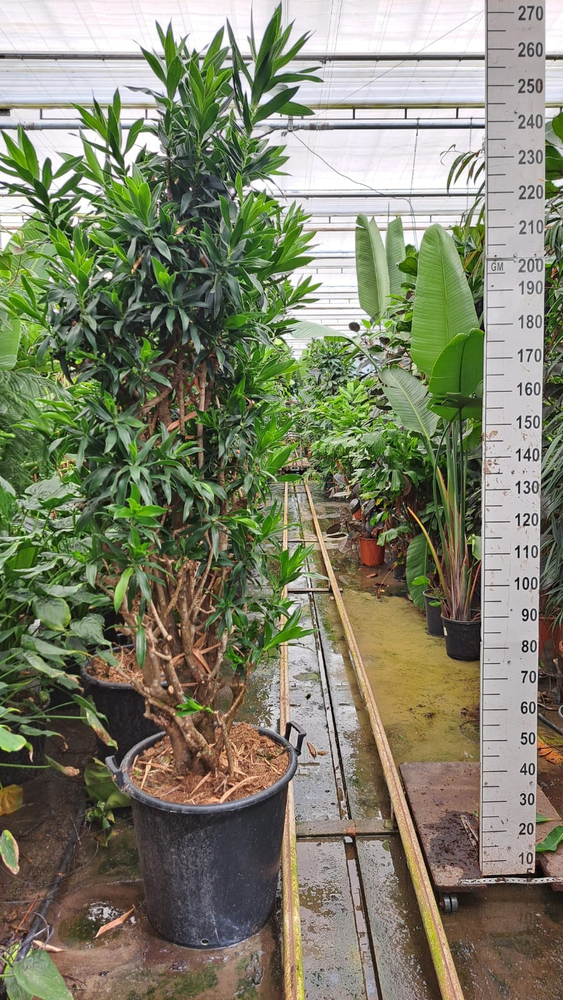 Dracaena reflexa pleomele vertakt XXL 250.