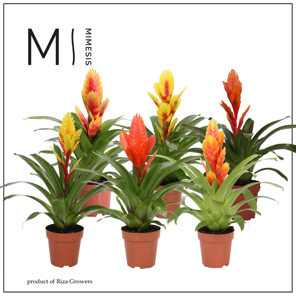 Mimesis Vriesea Nature - 12 cm.