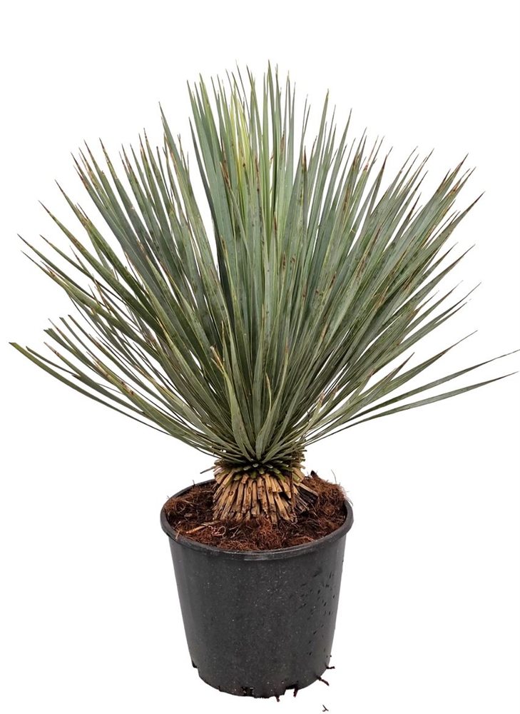Yucca Rostrata.