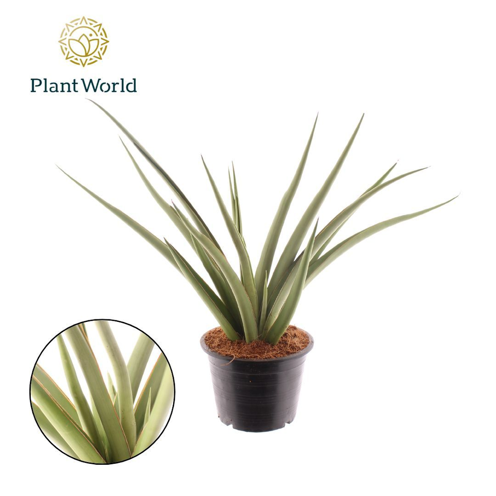 Sansevieria Silver Syreni.