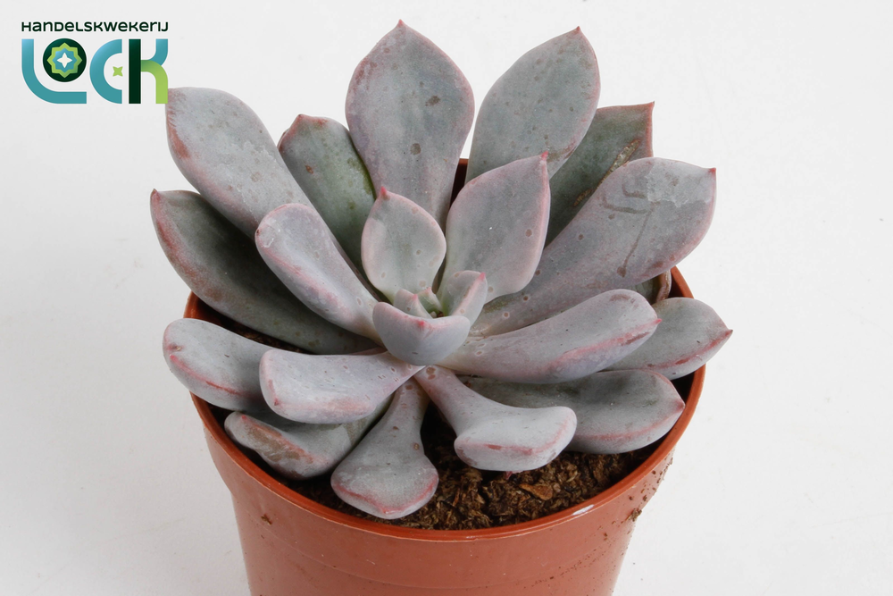 Echeveria Monica.