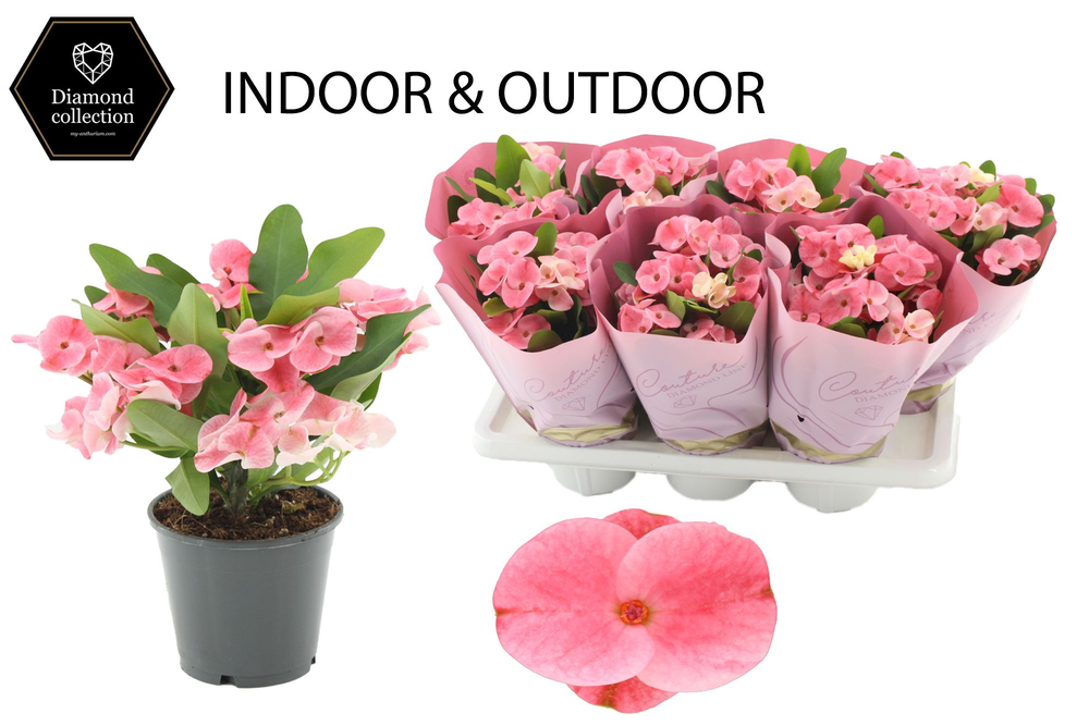 Euphorbia Milii Charlotte in Couture Diamond Line .