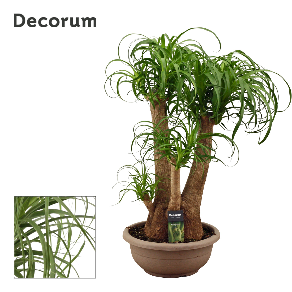 Beaucarnea vertakt compact in 30 cm schaal (Decoru.