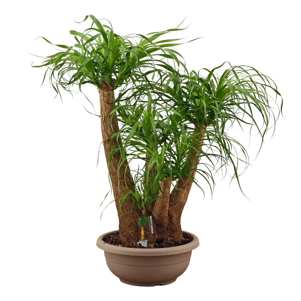 Beaucarnea vertakt compact in 35 cm schaal.