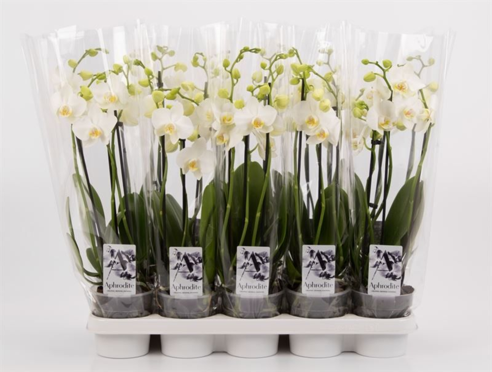 Phalaenopsis overig wit 3 tak wit Shorty.