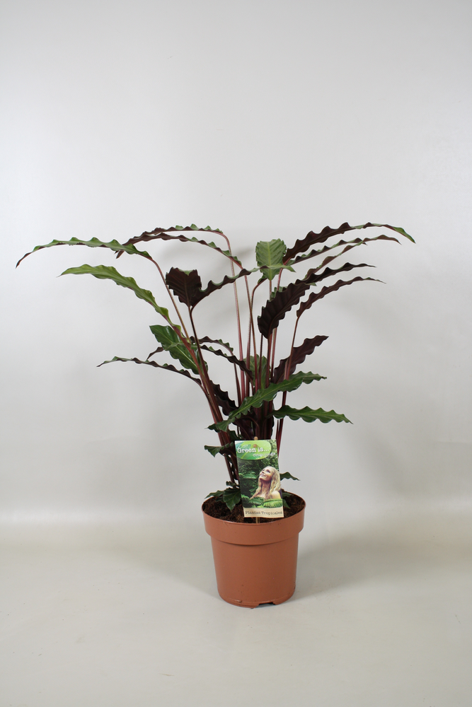 Calathea Rufibarba.
