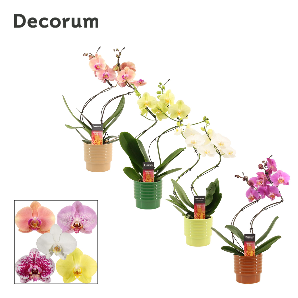 Phalaenopsis hurricane mix in Naemi (Natural bubbl.