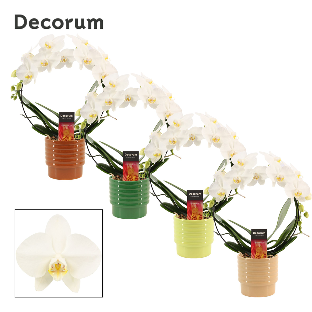 Phalaenopsis boog wit in Naemi (Natural bubble-col.