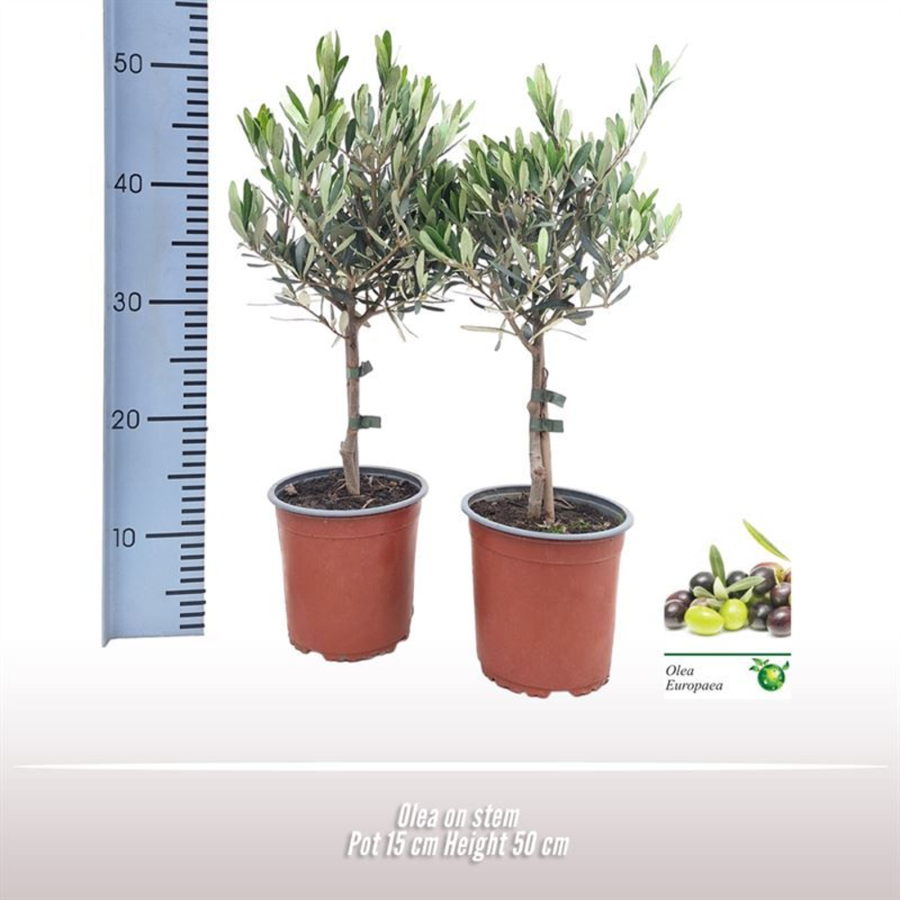 Olea op stam.