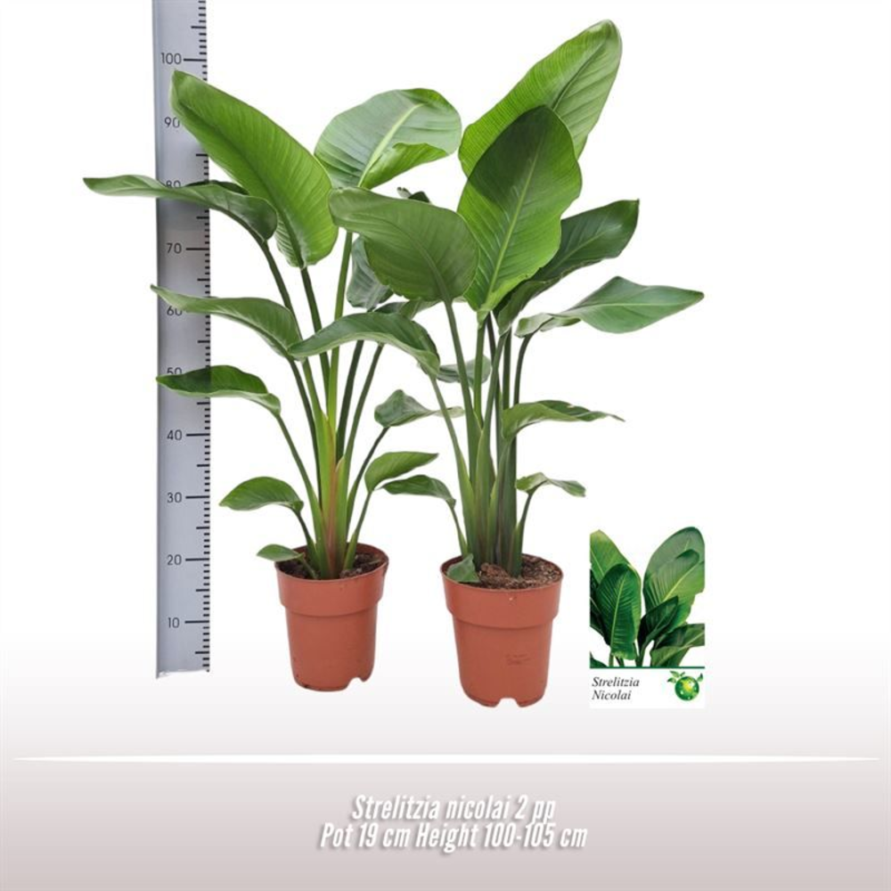Strelitzia nicolai.