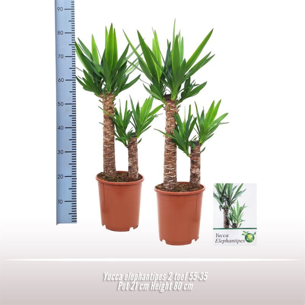 Yucca elephantipes 2 stam.