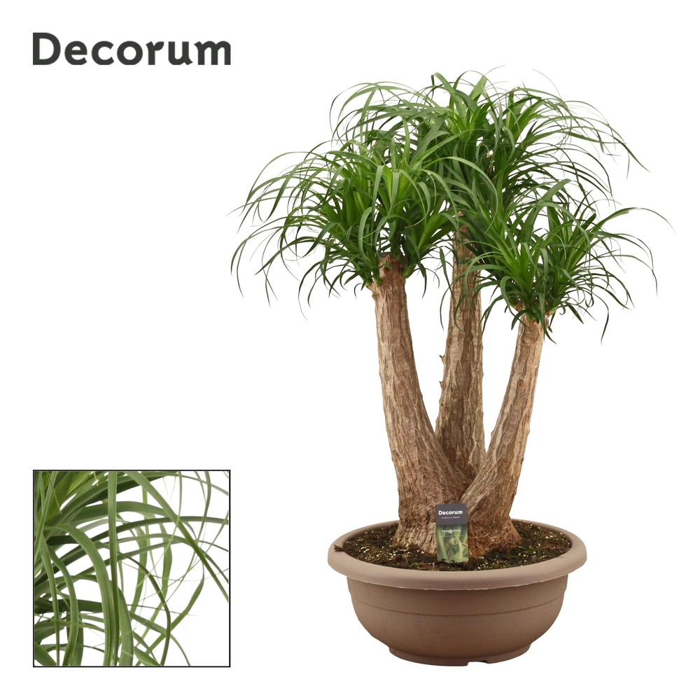 Beaucarnea vertakt compact in 40 cm schaal (Decoru.