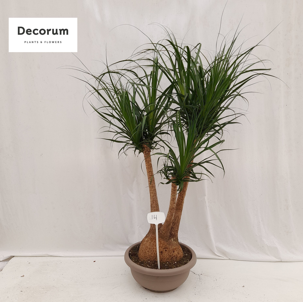 Beaucarnea vertakt op nummer 14.