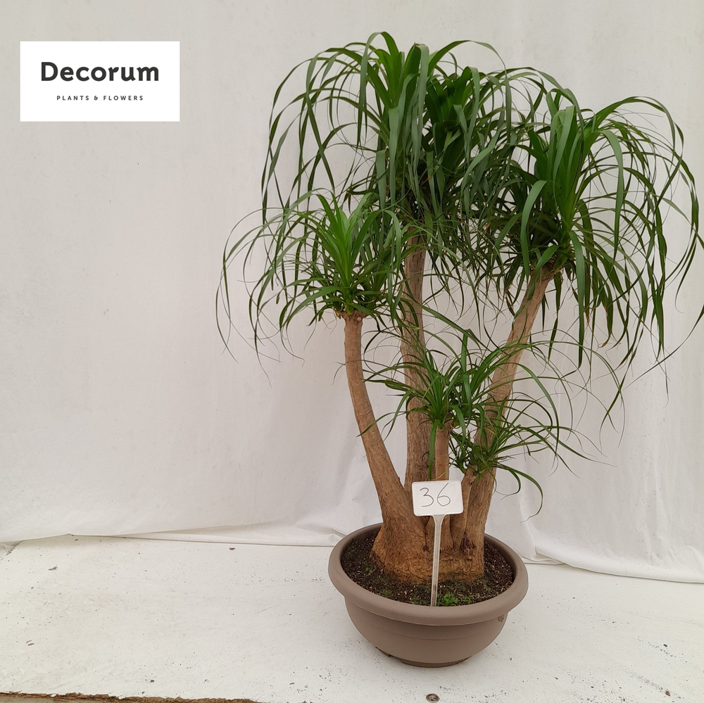 Beaucarnea vertakt A2 op nummer 36.