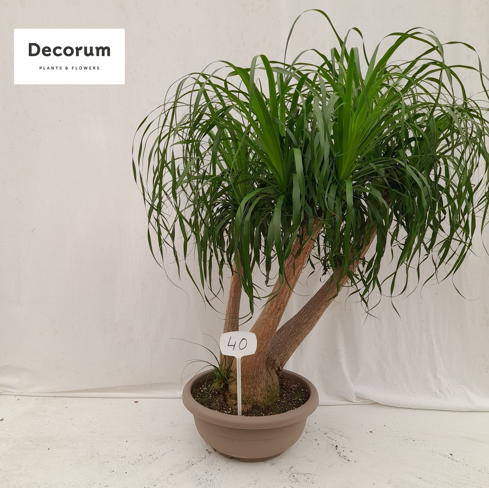 Beaucarnea vertakt op nummer 40.