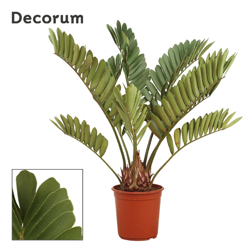 Zamia furfuracea 24 cm (Decorum).