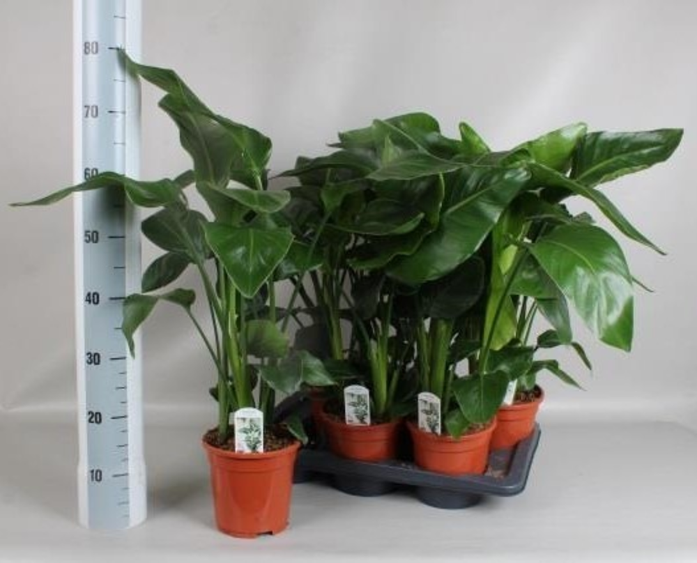 Strelitzia Nicolai 3 stek 70-80cm.