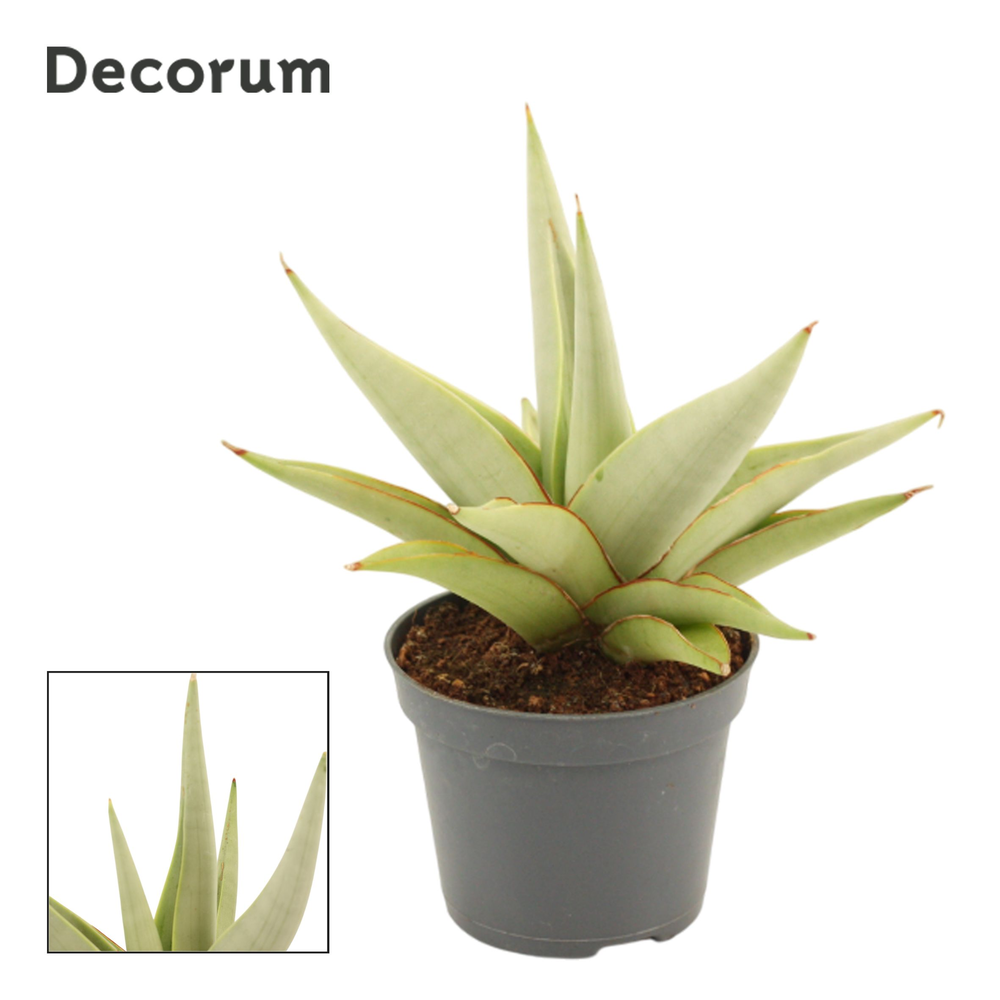 Sansevieria Chanin Crown 6 cm (Decorum).