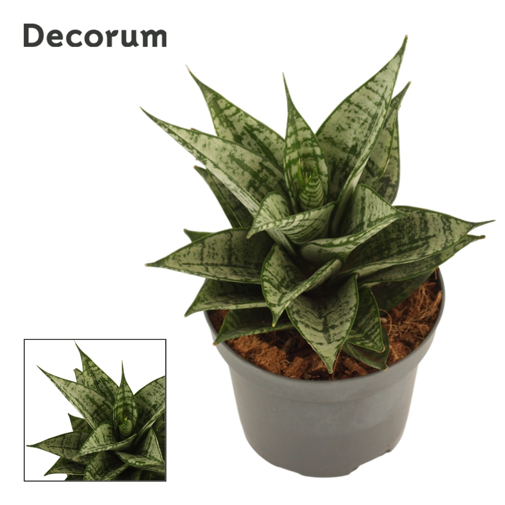 Sansevieria Erlandel Crown 9 cm (Decorum).