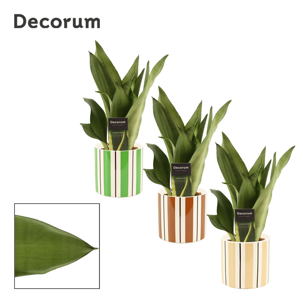 Sansevieria Moonshine 12 cm in Beau (Natural bubbl.
